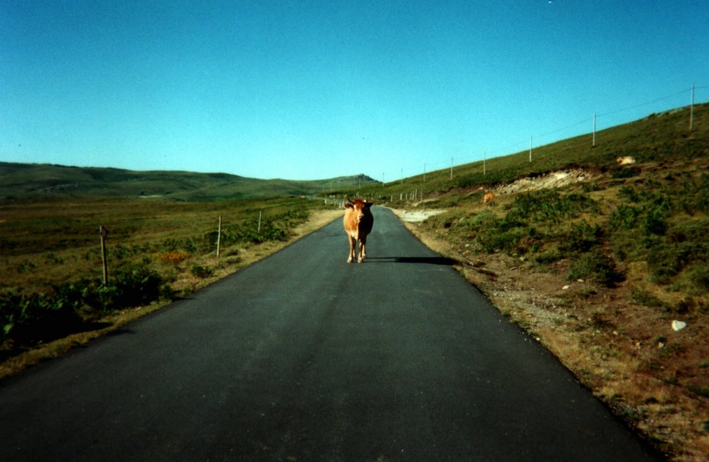 Vaca no meio da estrada para Tourem (argentic pic year 2000) by Barroso françois