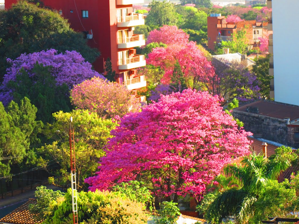 Asuncion blooming by Maroca