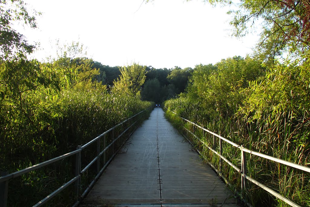 Boardwalk in Marshbank Park by UnagiUnagi