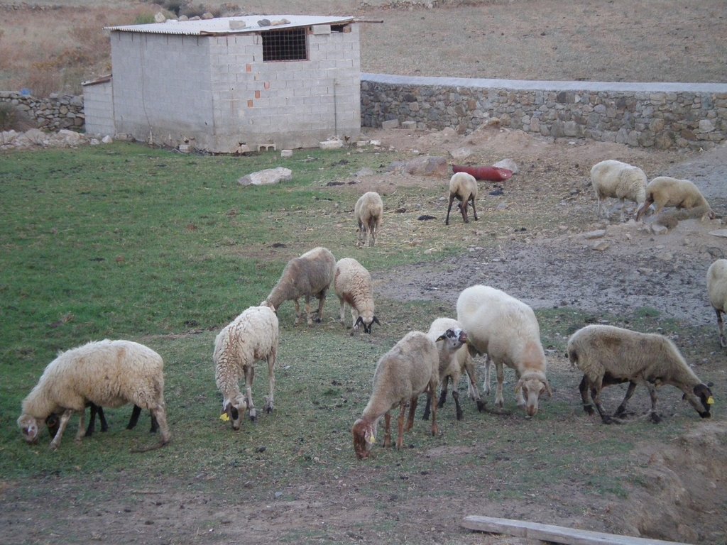 Sheeps relaxing in Mykonos! by ioannis!