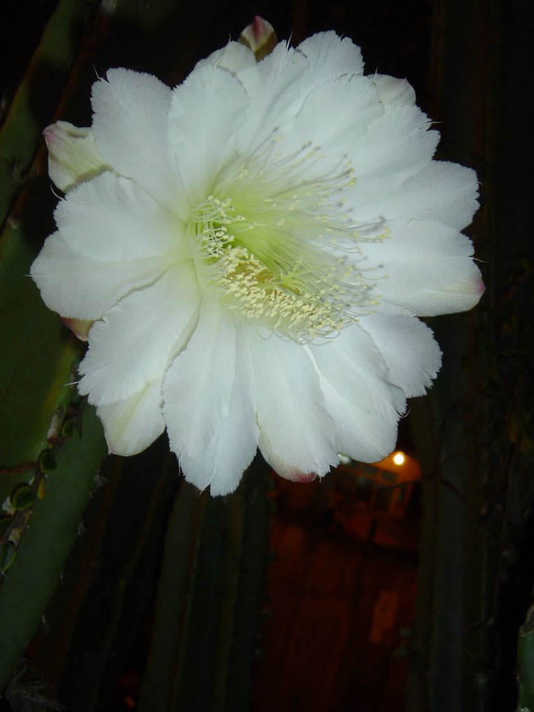 _Cereus_ ? Flor de cactus by Marcelo Venturi