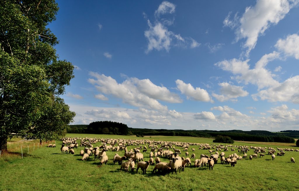 Schäfchen zählen by Meister Buchen