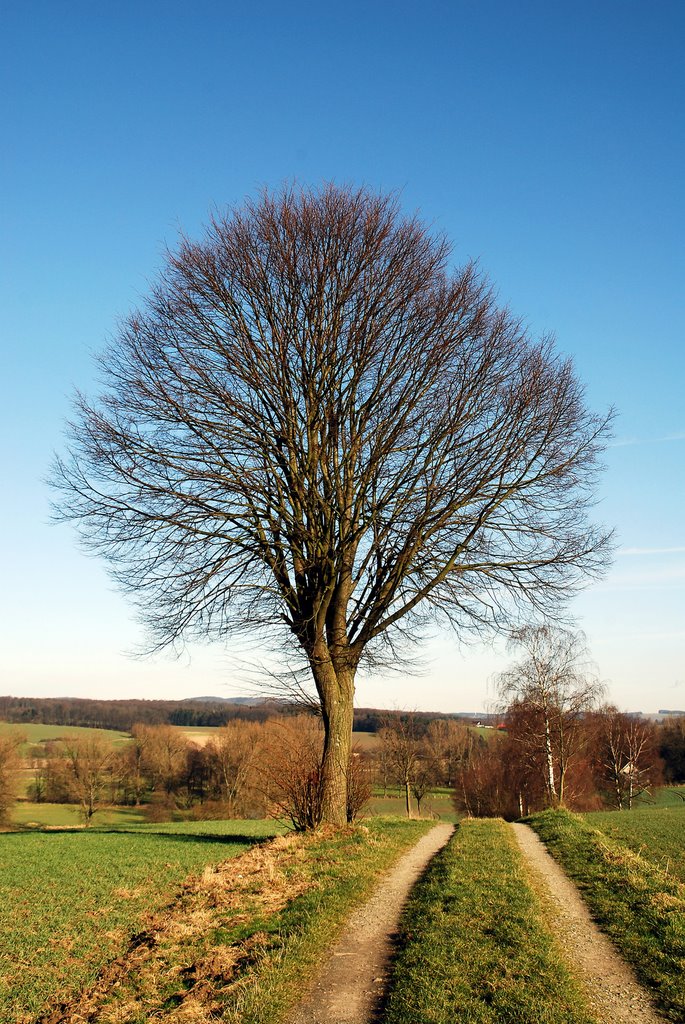 Baum bei Bentrup by Arndt Stückemann