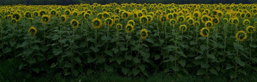 Sunflower Field by DESJEUNES & RICO