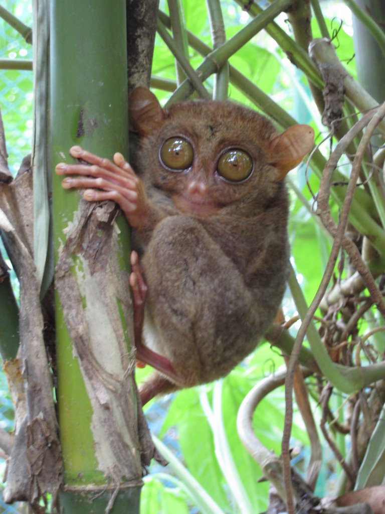 Tarsier @ Loboc River, Jan 2008 by pocketbeast