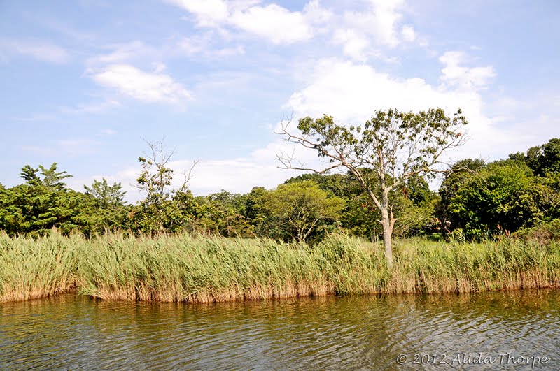 Beaver Dam Creek by Alida Thorpe