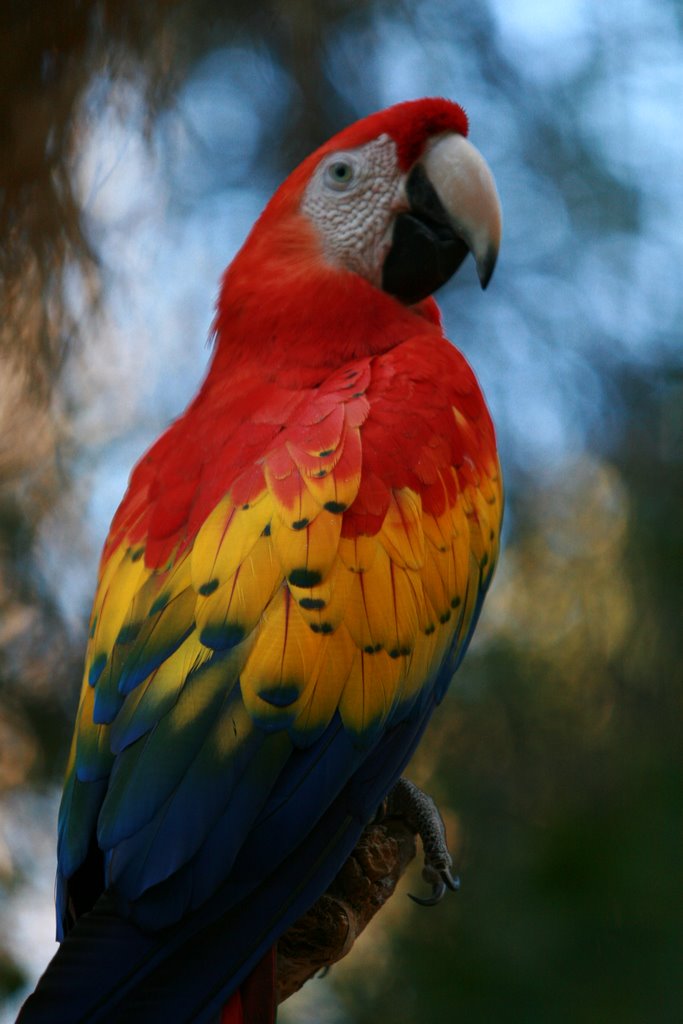 Pretty bird by CRQPhotography