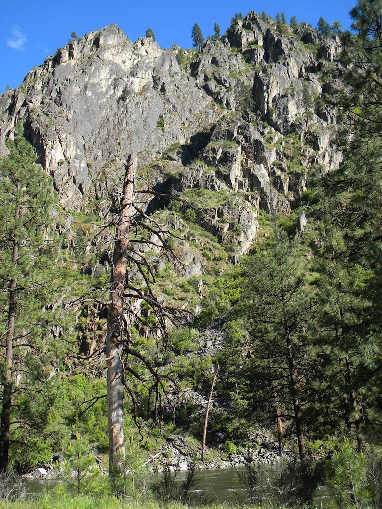 Salmon River Snag by Jake Kleinknecht