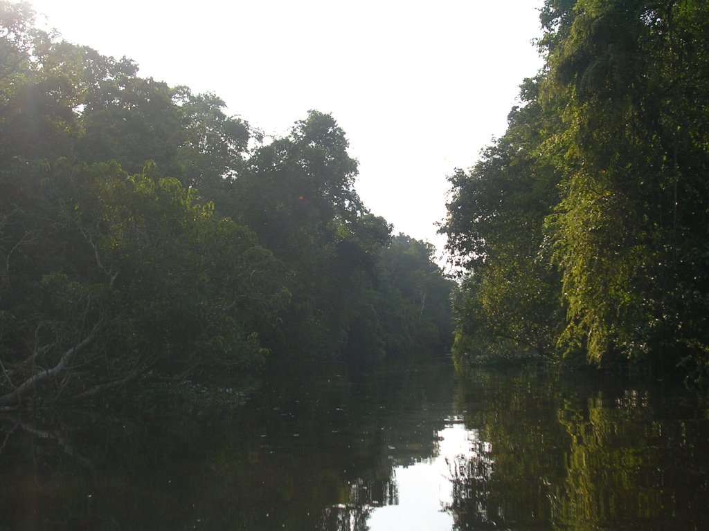 Sidearm of Kinabatangan river 2 by mike2596