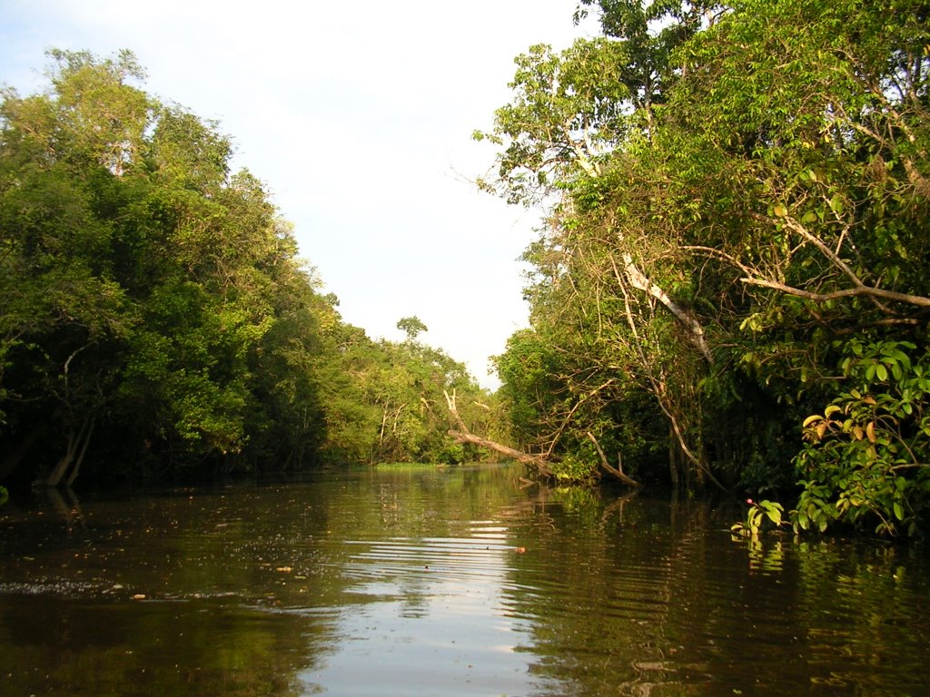 Sidearm of Kinabatangan river 4 by mike2596