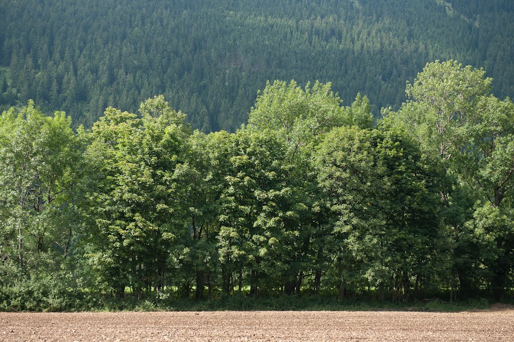 Losenheimer Straße - Puchberg am Schneeberg. by CaioK