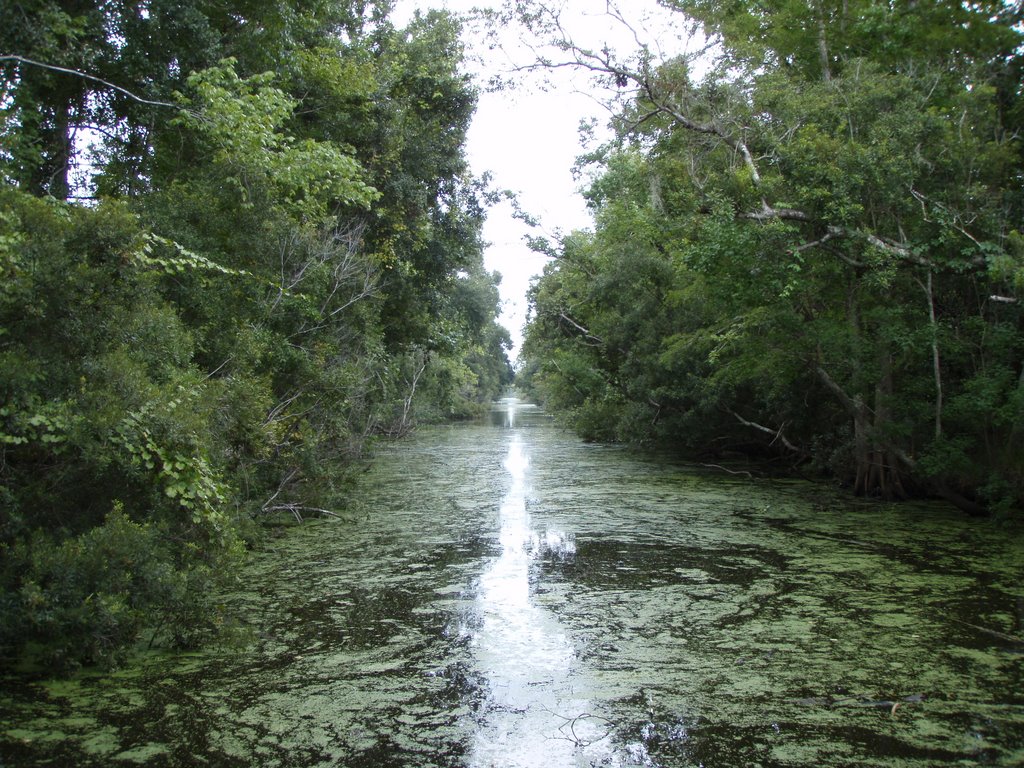 Down on the Bayou by jameshthomas