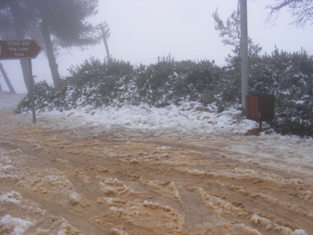 The "Lonly Tree" under snow, Alon Shvoot 02/03/2012 by eitamkrem