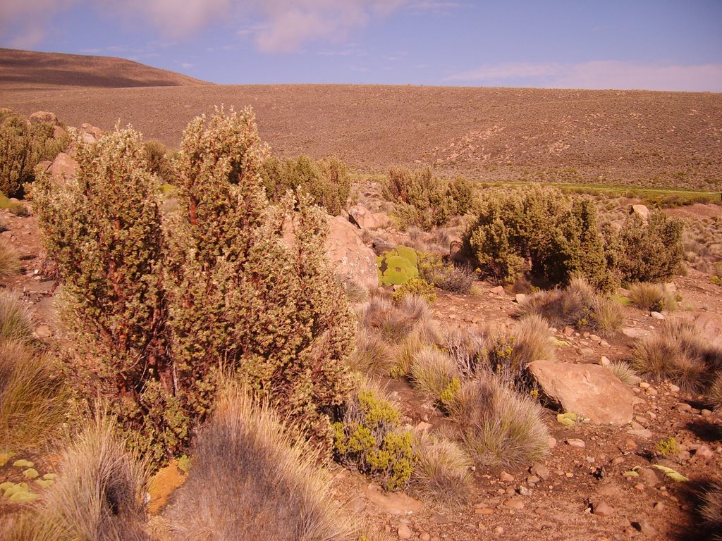 Bosquete Polylepis sp. - Queñoa by gatoandino