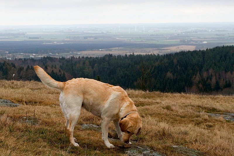 Dog on the hill by edgar / (pimik.pri.e…