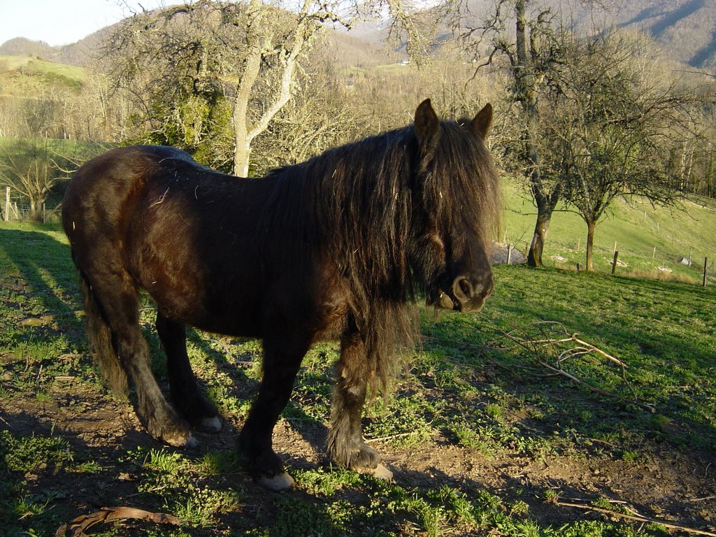 Cheval de Merrens by loubetloubet