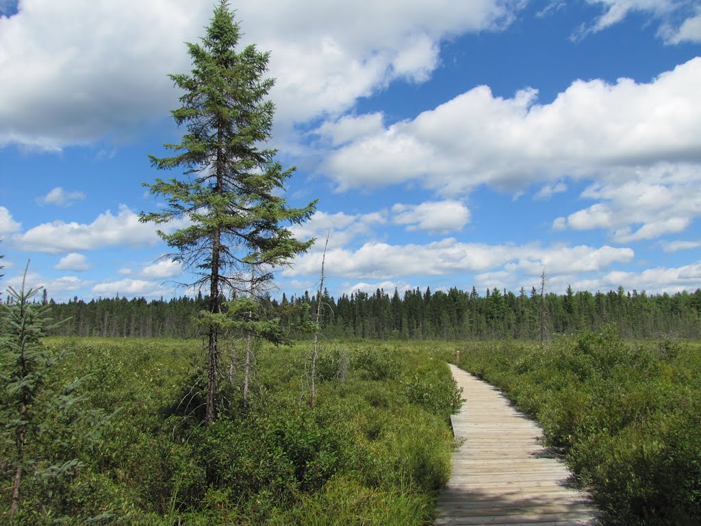 Spruce Bog Boardwalk & Spruce by Chris Sanfino