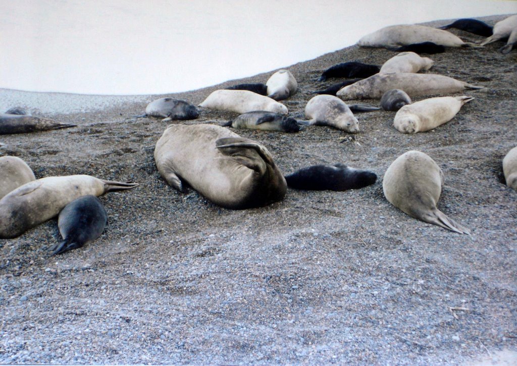 Argentina - Chubut, Península de Valdés, Punta Delgada, Elefantes Marinos by Carlos Petracca