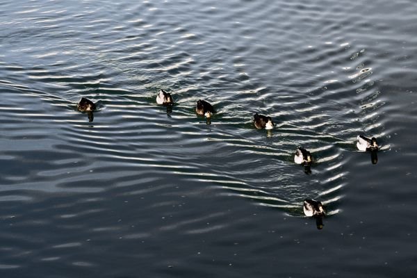 Canard mania by Steven MORLIER