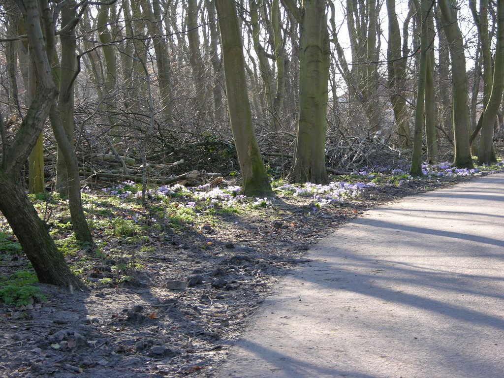 Bohemen en Meer en Bos, Den Haag, Netherlands by dcschuiling