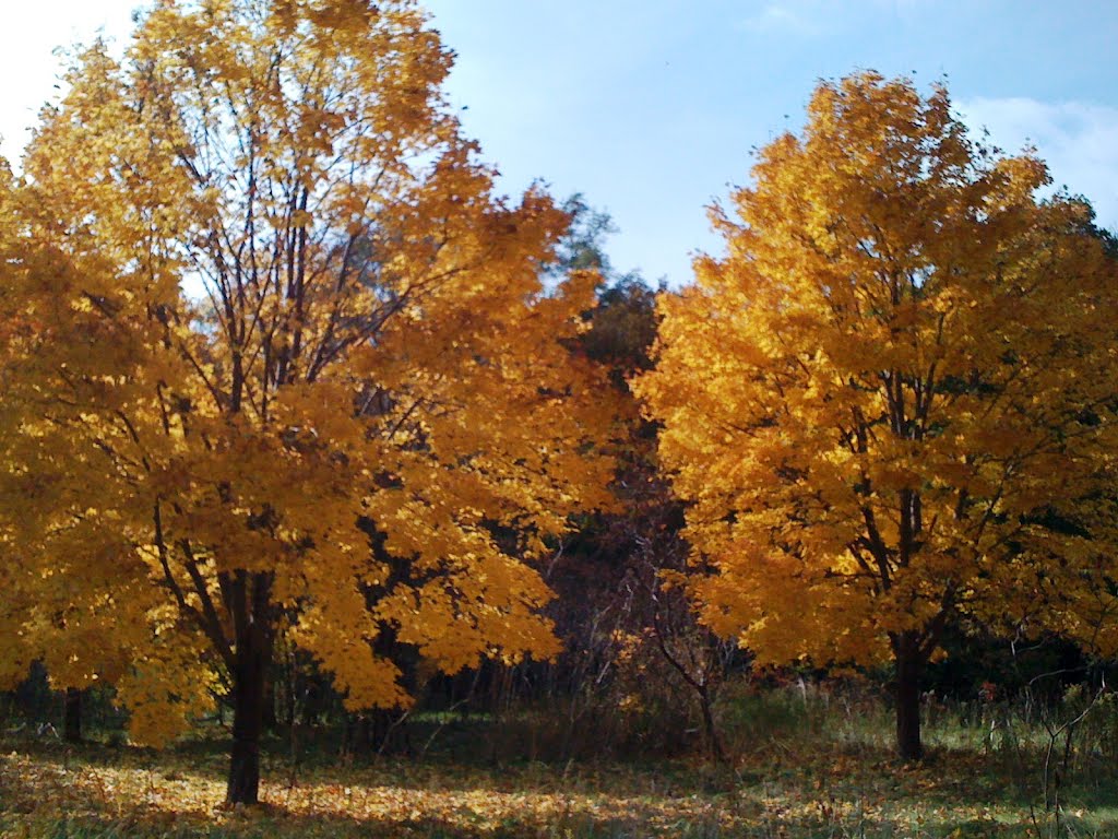 Toronto,i colori della natura by livison