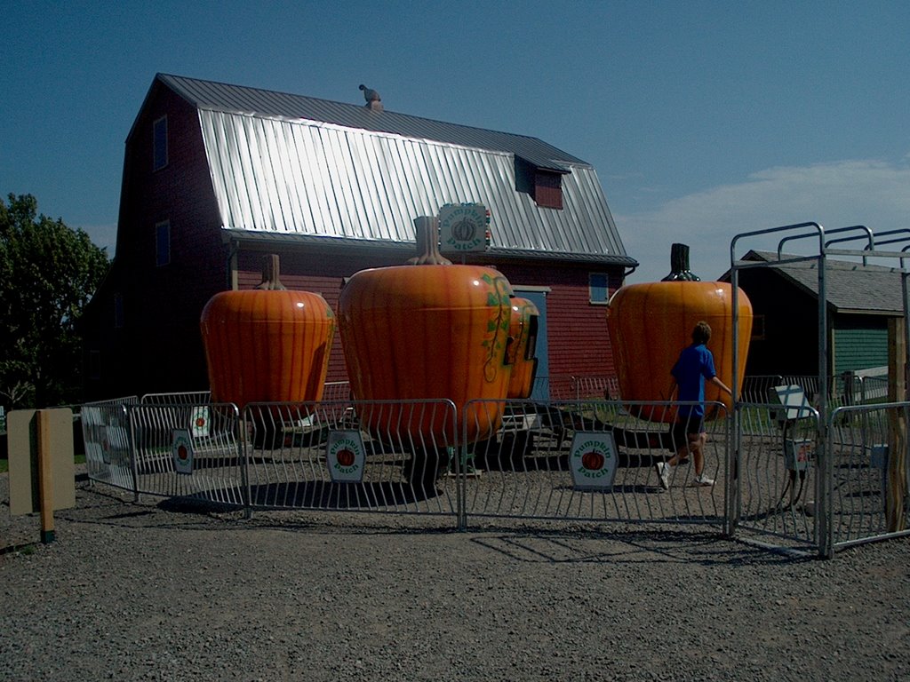 Pumpkin Patch - Shining Waters by matt.jelley