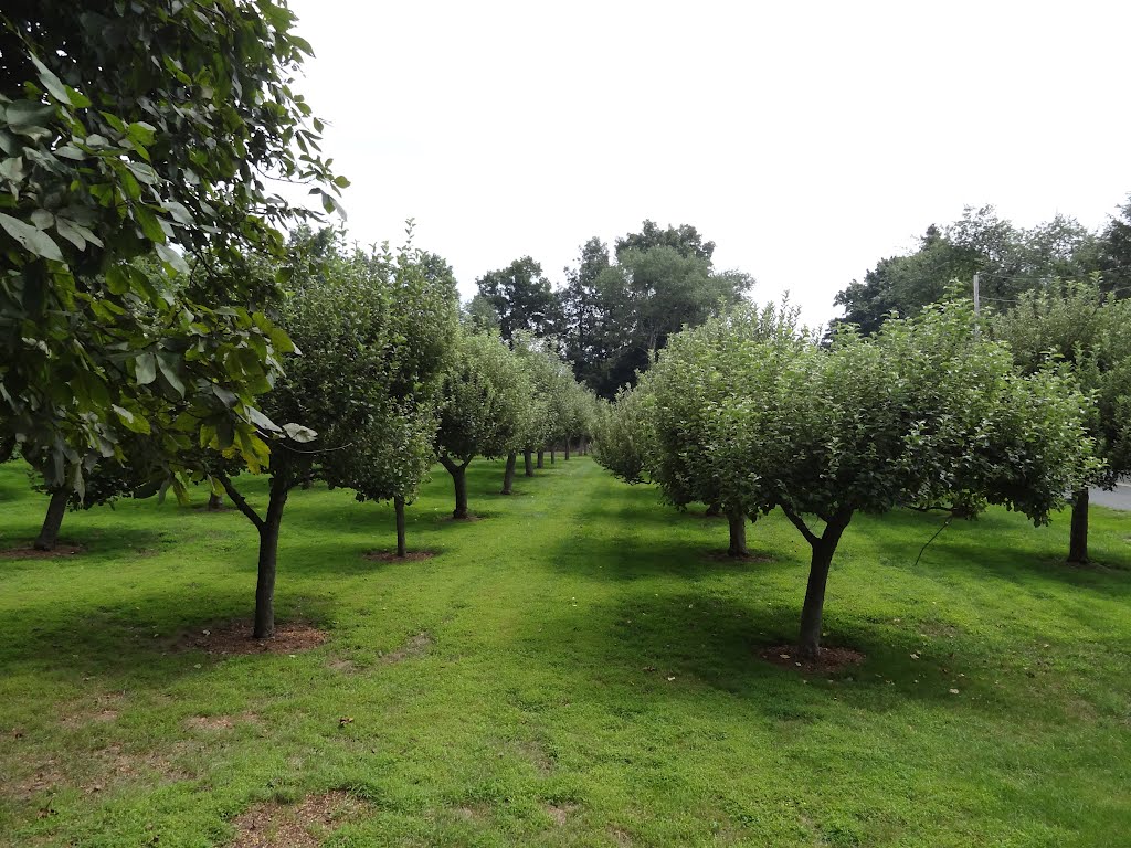 Upscale Orchard by rogerking