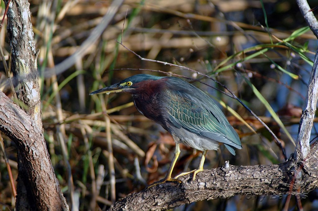 Anhinga Trail Green Back HeronDwa by tbarros