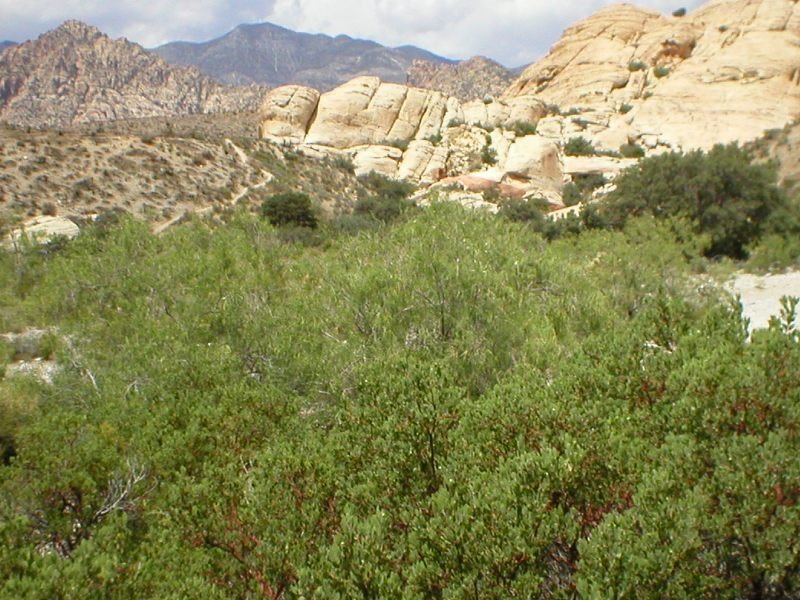 Desert Scrub, Red Rock Canyon by MarkJWalter