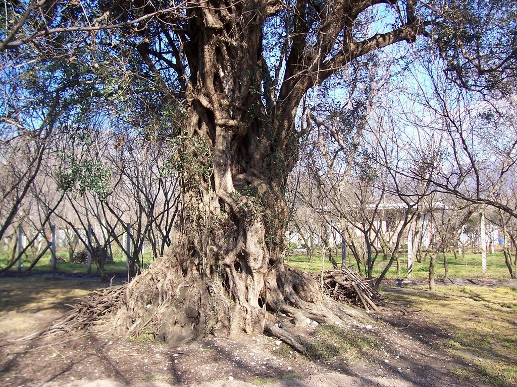 Ulivo secolare di 1600 anni by Elio Volpe