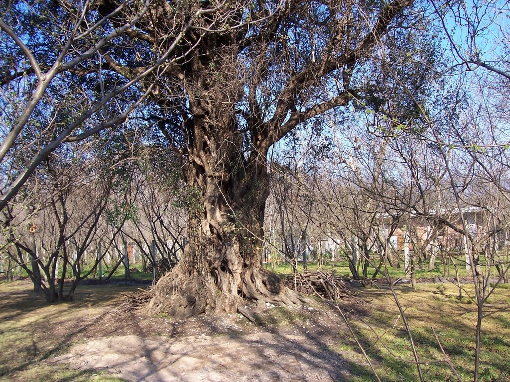 Ulivo secolare di 1600 anni by Elio Volpe