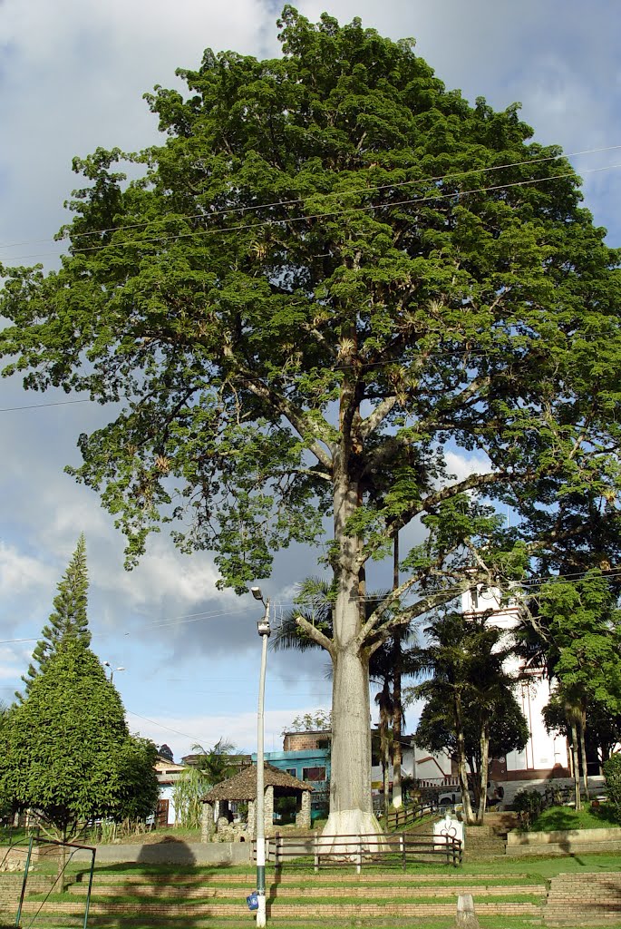 Gigante y enano en la Plaza, Macanal by alvaro espinel