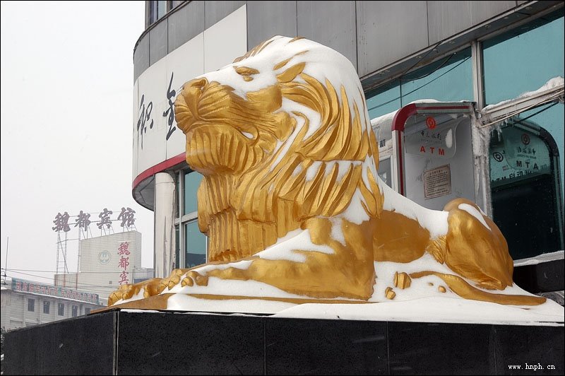 金狮 The golden lion! by codopo