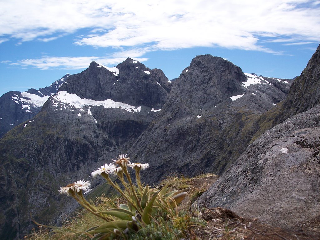 On Gertrude Saddle by White Horn