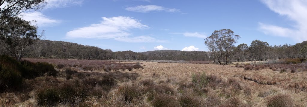 Polblue Swamp, Barrington NP by gracilicaudatus