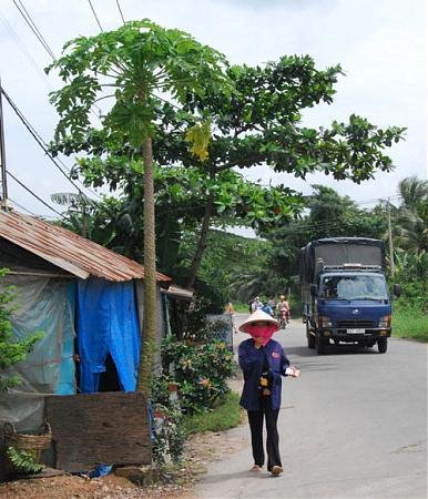 Hóc Môn papaya tree by vietual