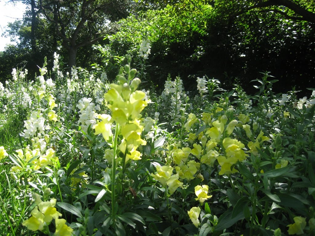 Toronto,Park by livison