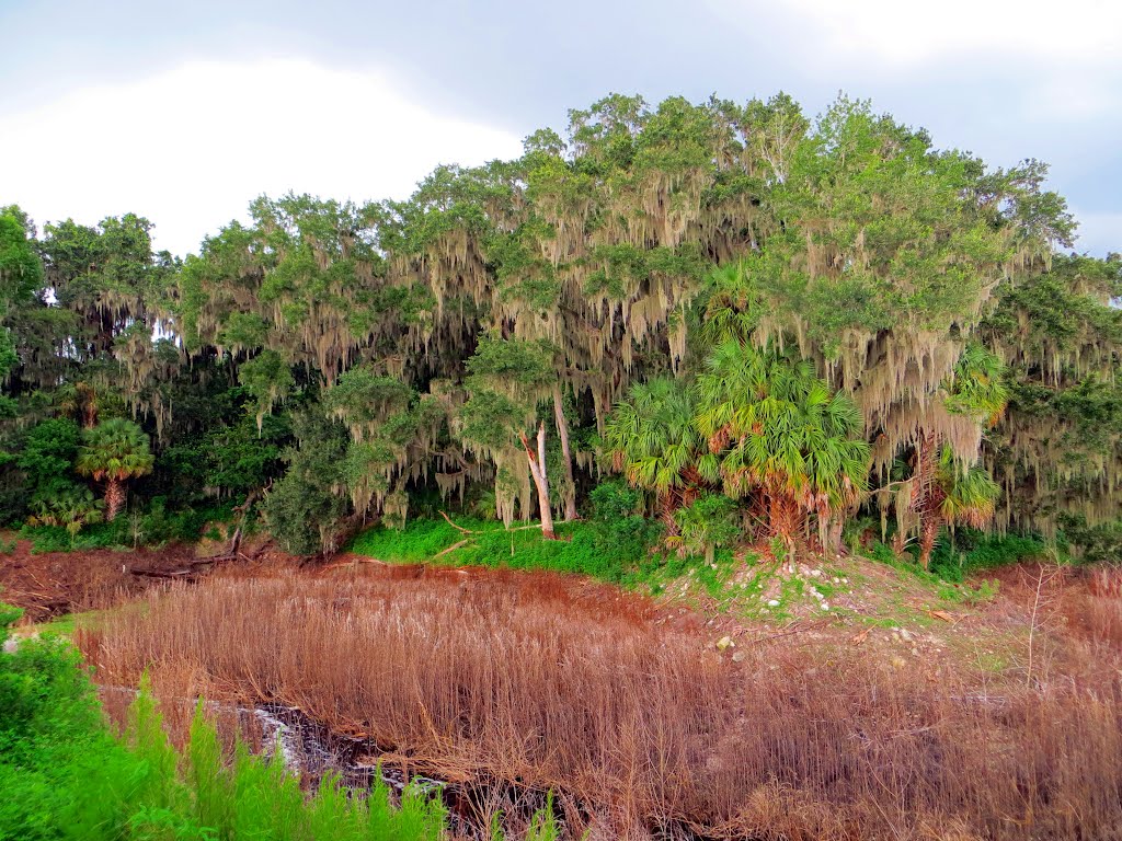 Alachua Sink (07/2012) by Urias E. Takatohi