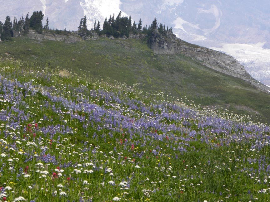 Paradise Meadow by Todd Stahlecker