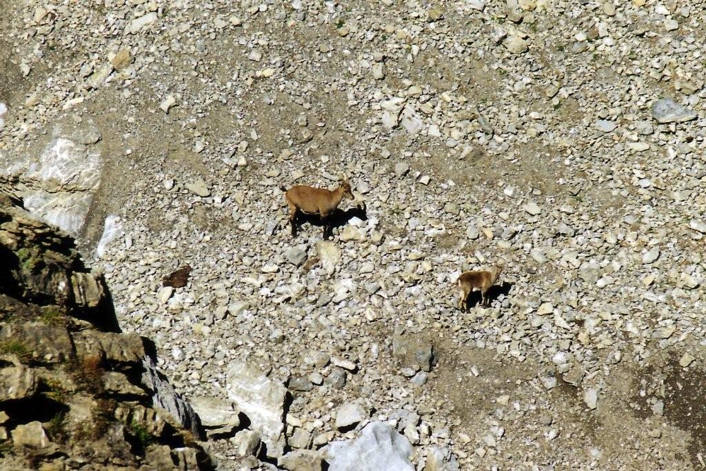 Livigno (SO) - Madre e piccoli di stambecco sulle pietraie della Valle del Saliente by Giancarlo Ticozzi