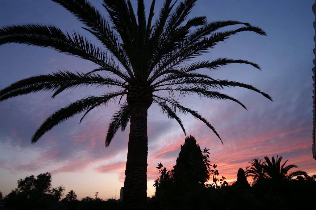 Palm tree at the end of the day-El Campello(SPAIN) by stevenvanValen+hannekeRolloos