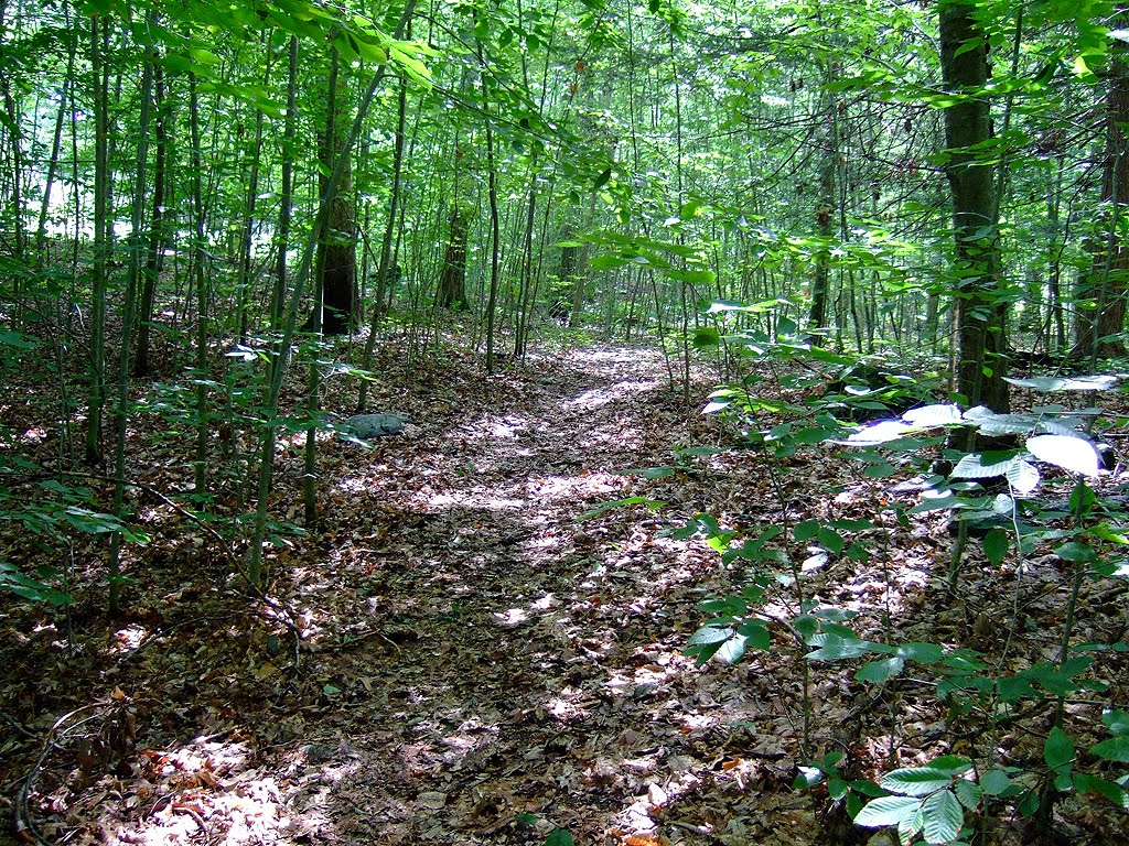 Pleasant Trail Through the Trees by Tom Choma