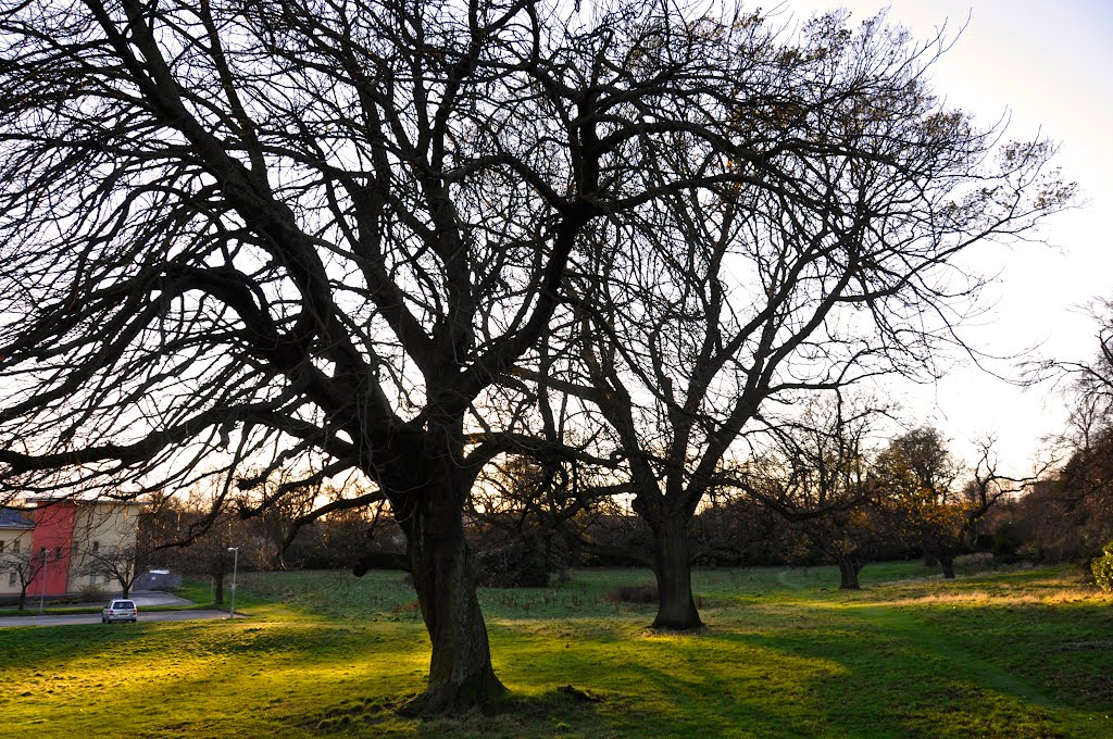 Trees on a winter ray of sunshine by Bartolomeo Gorgoglione