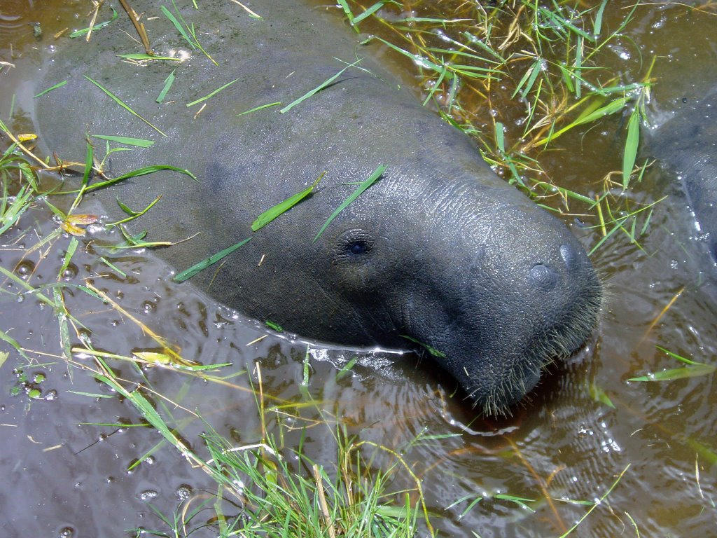 Gentle Giant: Portrait of a Manatee by Marilyn Whiteley