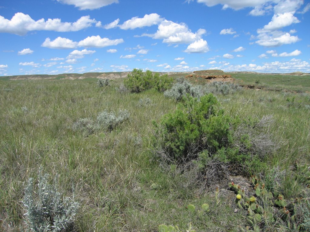 Dustbowl Country in Alberta and Semi Arid Desert Dinosaur Park AB by David Cure-Hryciuk