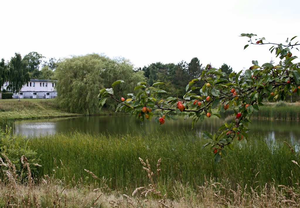 Small apples at Lake Roholm by Benjamin Buemann