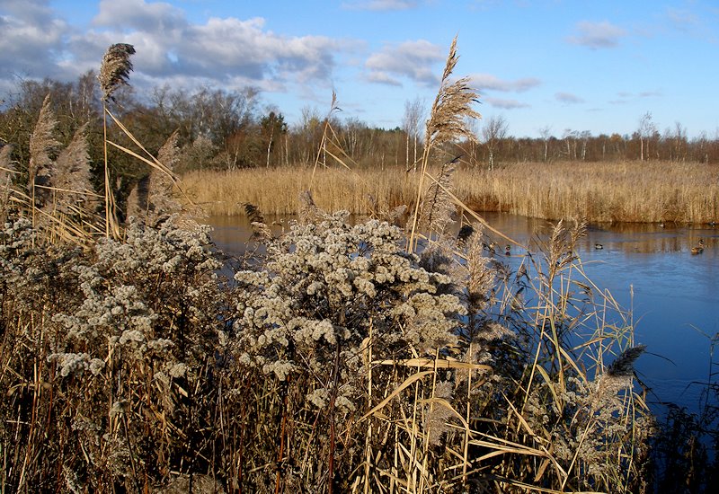 Frost på Smørmosen by SigridNA