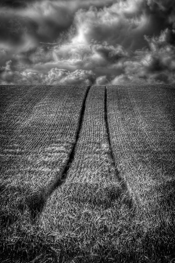 Wheat Field - Been and Gone by highton-ridley