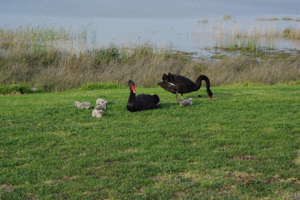 Black Swans with Cygnets by Bellakelpie