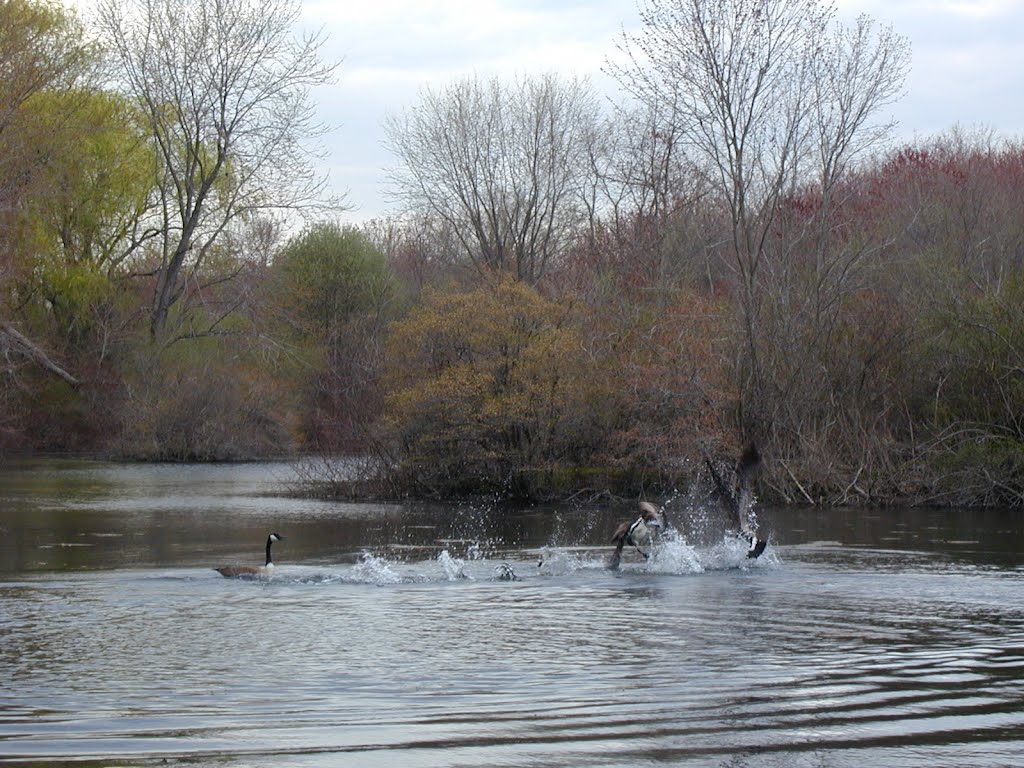 Spring Geese by jdmontydog